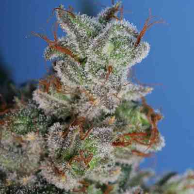 Burmese Kush > T.H. Seeds | Feminized Marijuana   |  hybrid